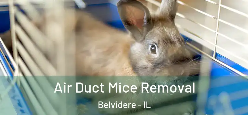 Air Duct Mice Removal Belvidere - IL